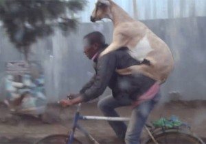 Goat riding man riding bike